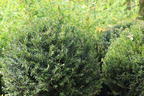 Eibe (Kugel) - Taxus baccata (Kugel)
