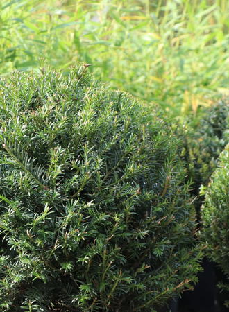 Eibengewächse (Taxaceae) - Wissen & Pflanzen dieser Familie