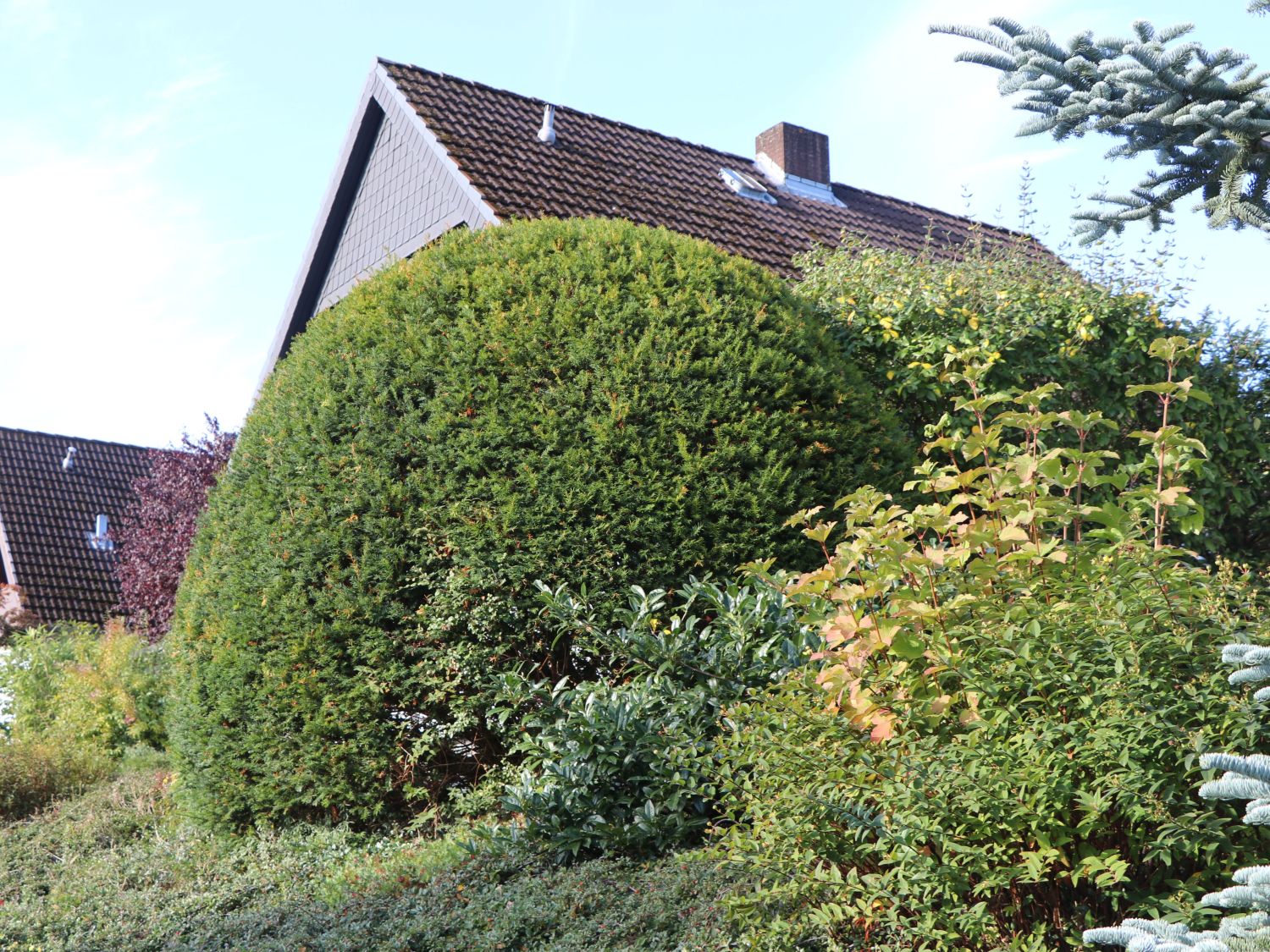 Eibengewächse (Taxaceae)