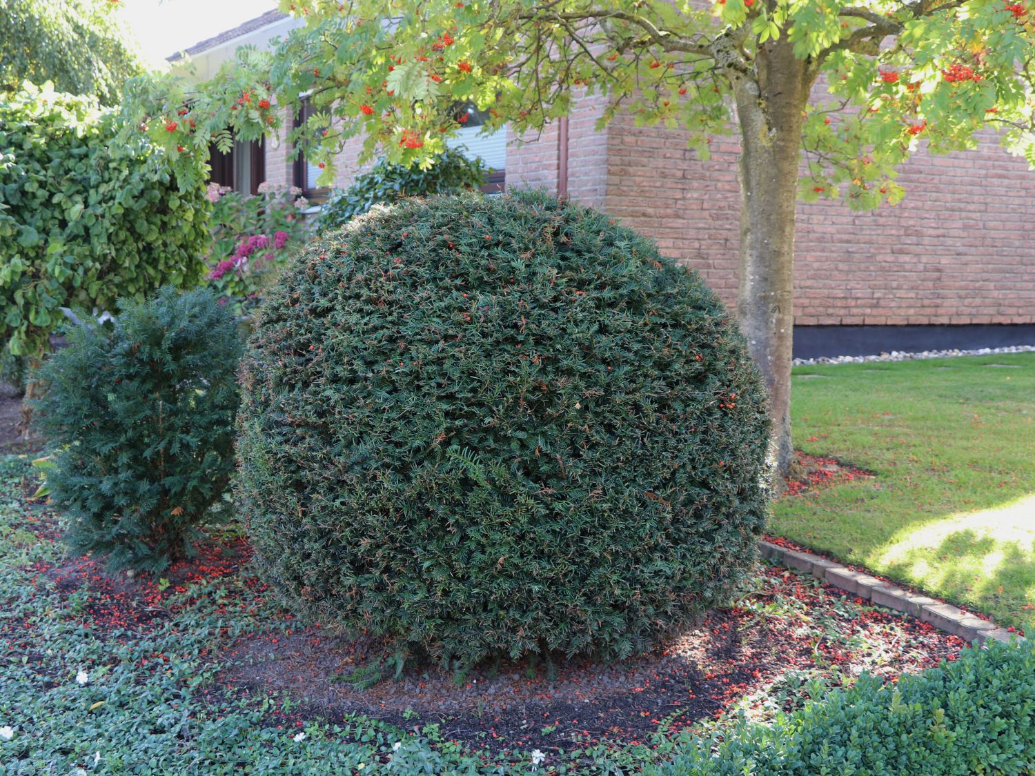 Eibe (Kugel) - Taxus baccata (Kugel)