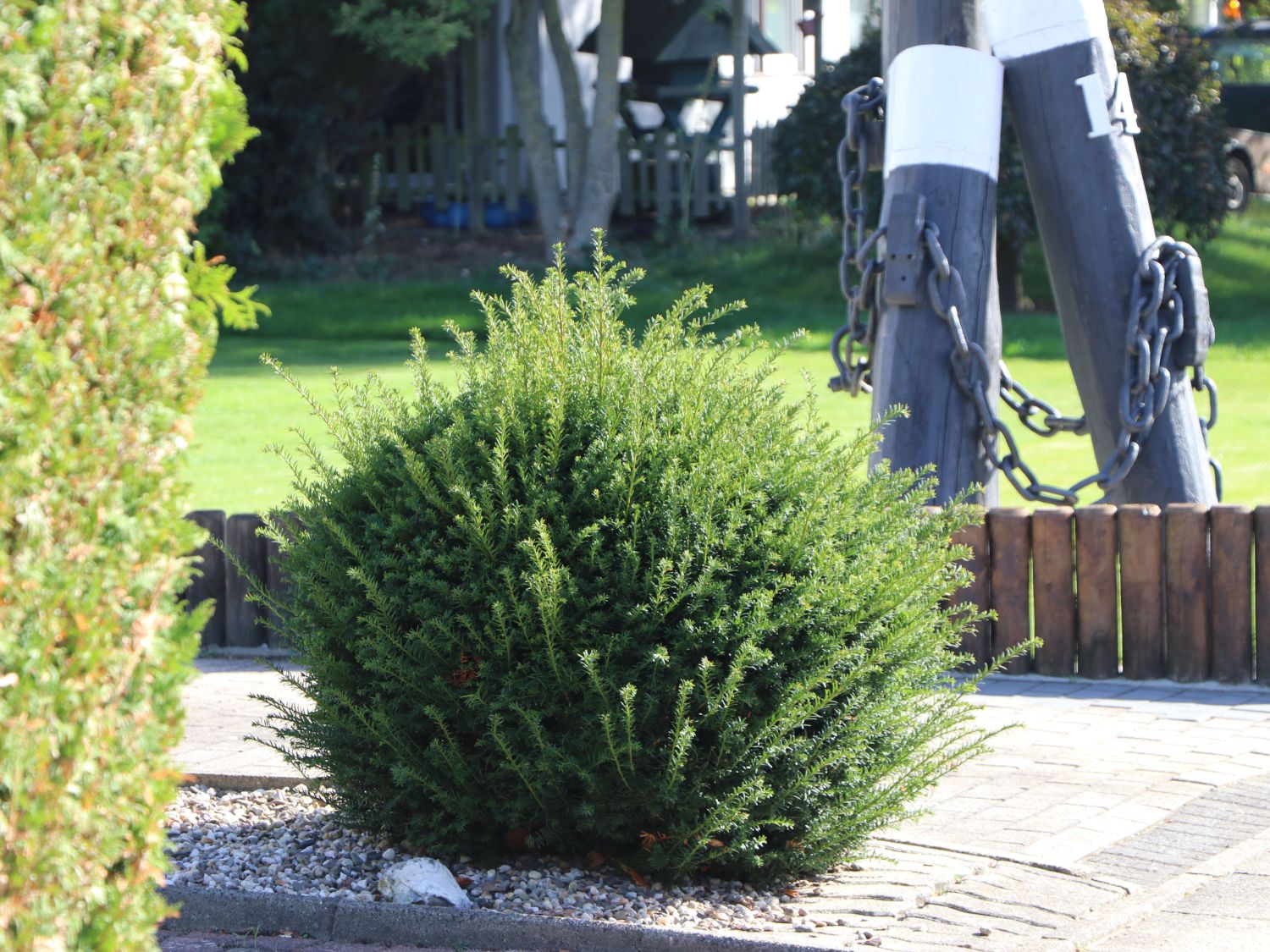 Eibe (Kugel) - Taxus baccata (Kugel)