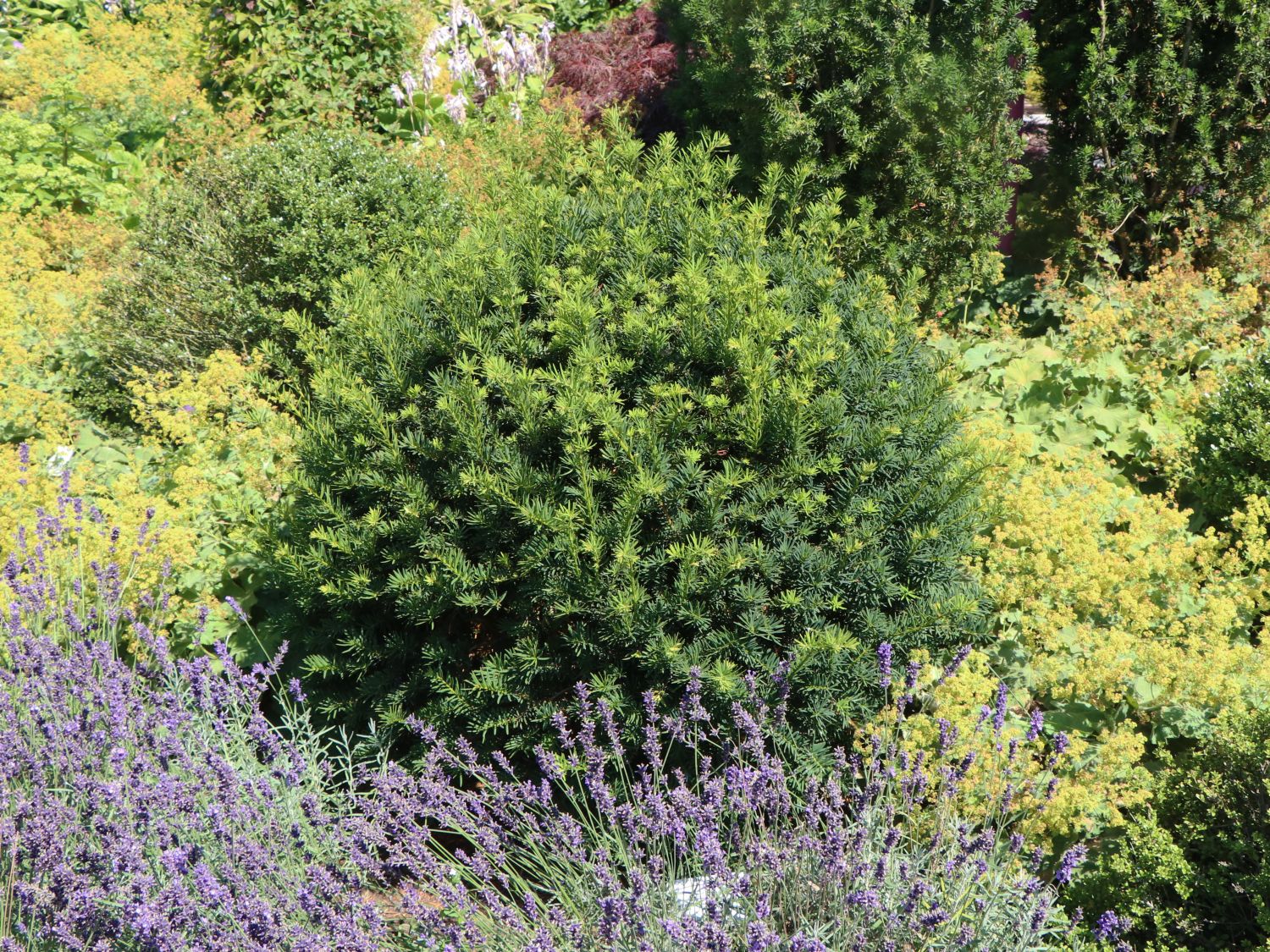Eibe (Kugel) - Taxus baccata (Kugel)