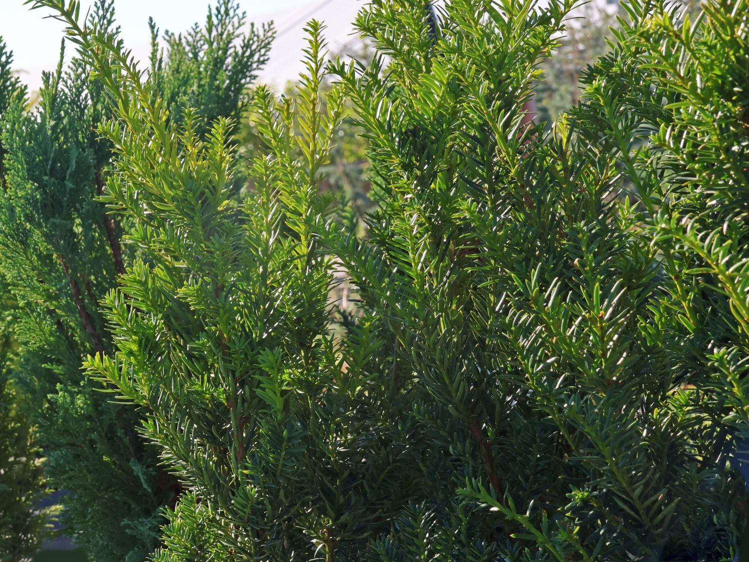Eibe 'Lescow' - Taxus cuspidata 'Lescow' - Baumschule Horstmann