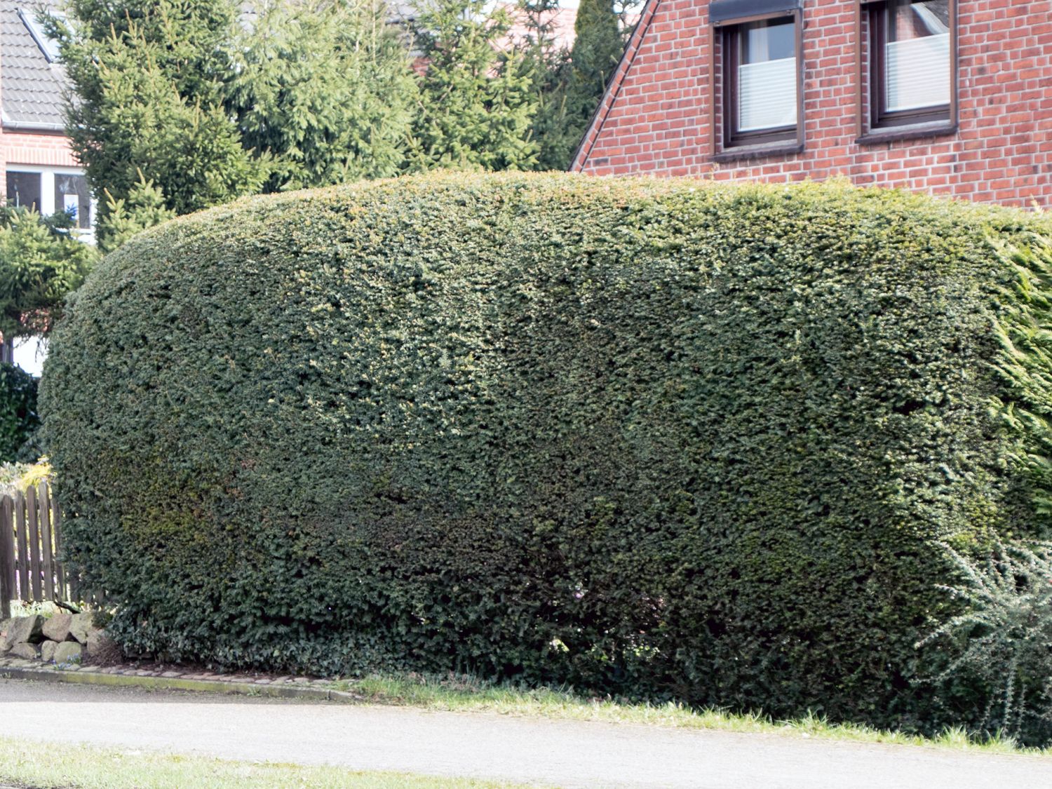 Eibe - Taxus baccata