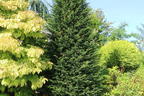 Eibe - Taxus baccata