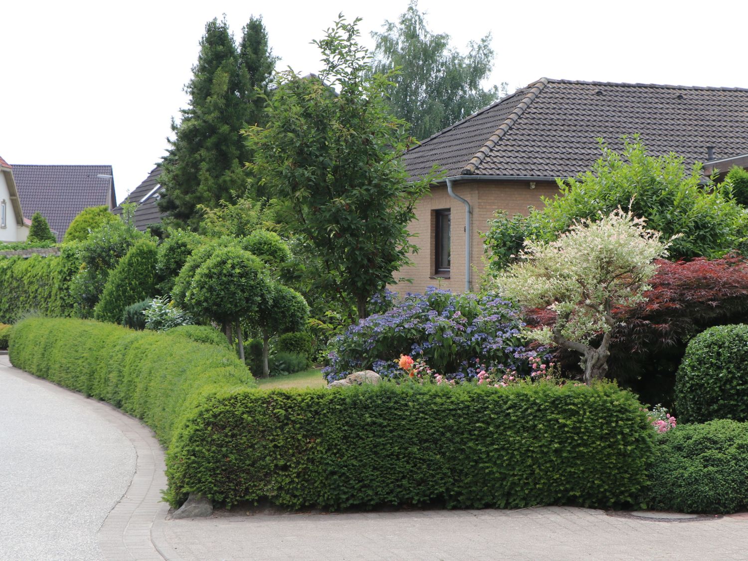 Eibe - Taxus baccata