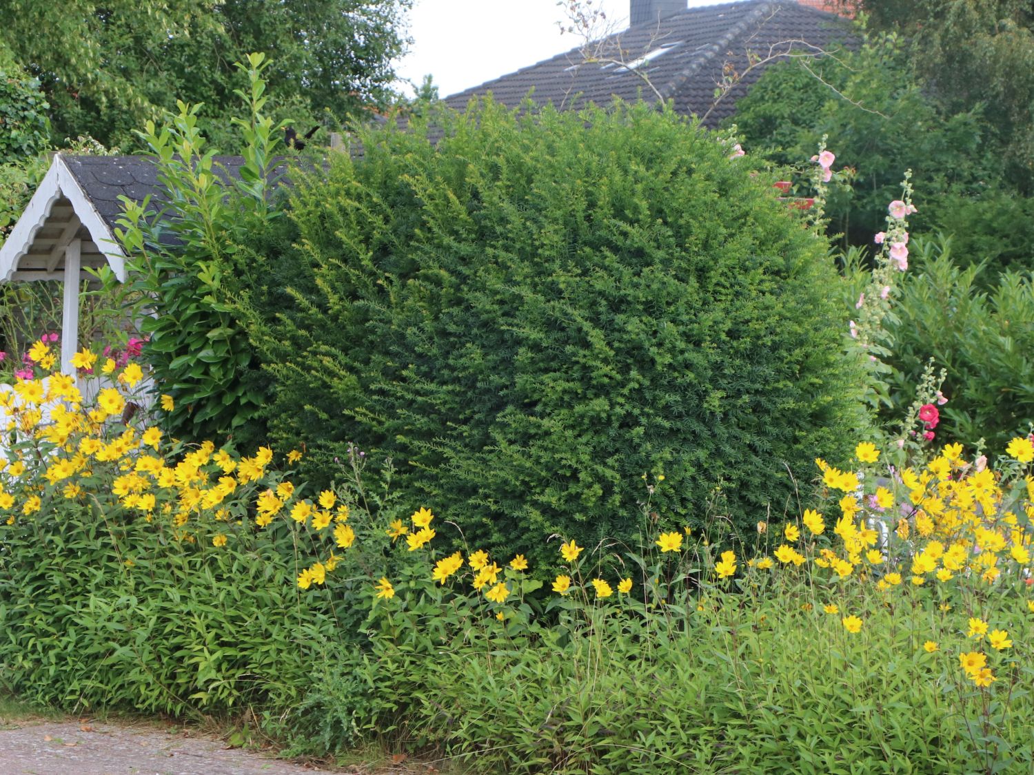 Eibe - Taxus baccata