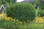 Eibe - Taxus baccata