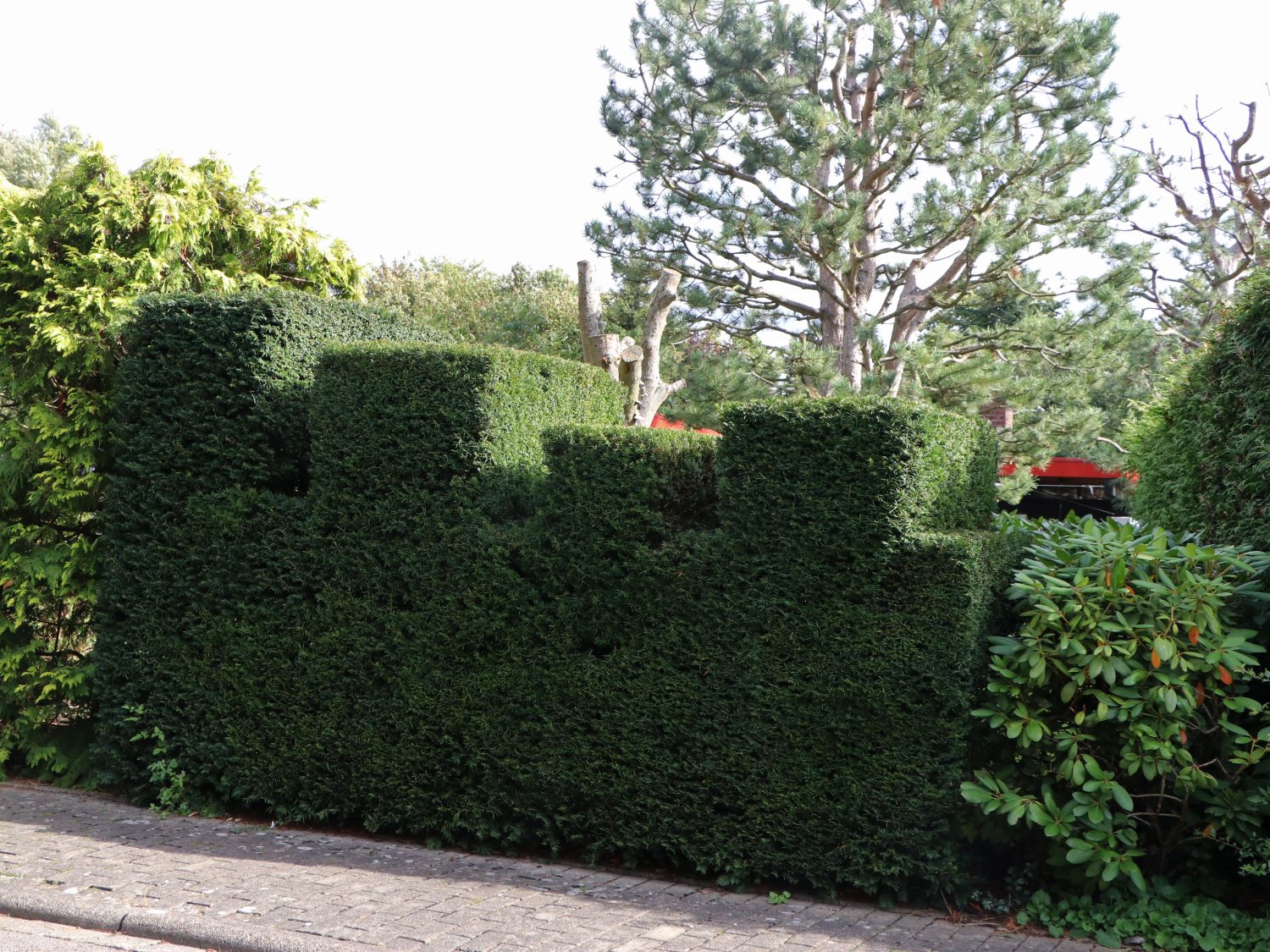 Eibe - Taxus baccata