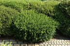 Eibe - Taxus baccata