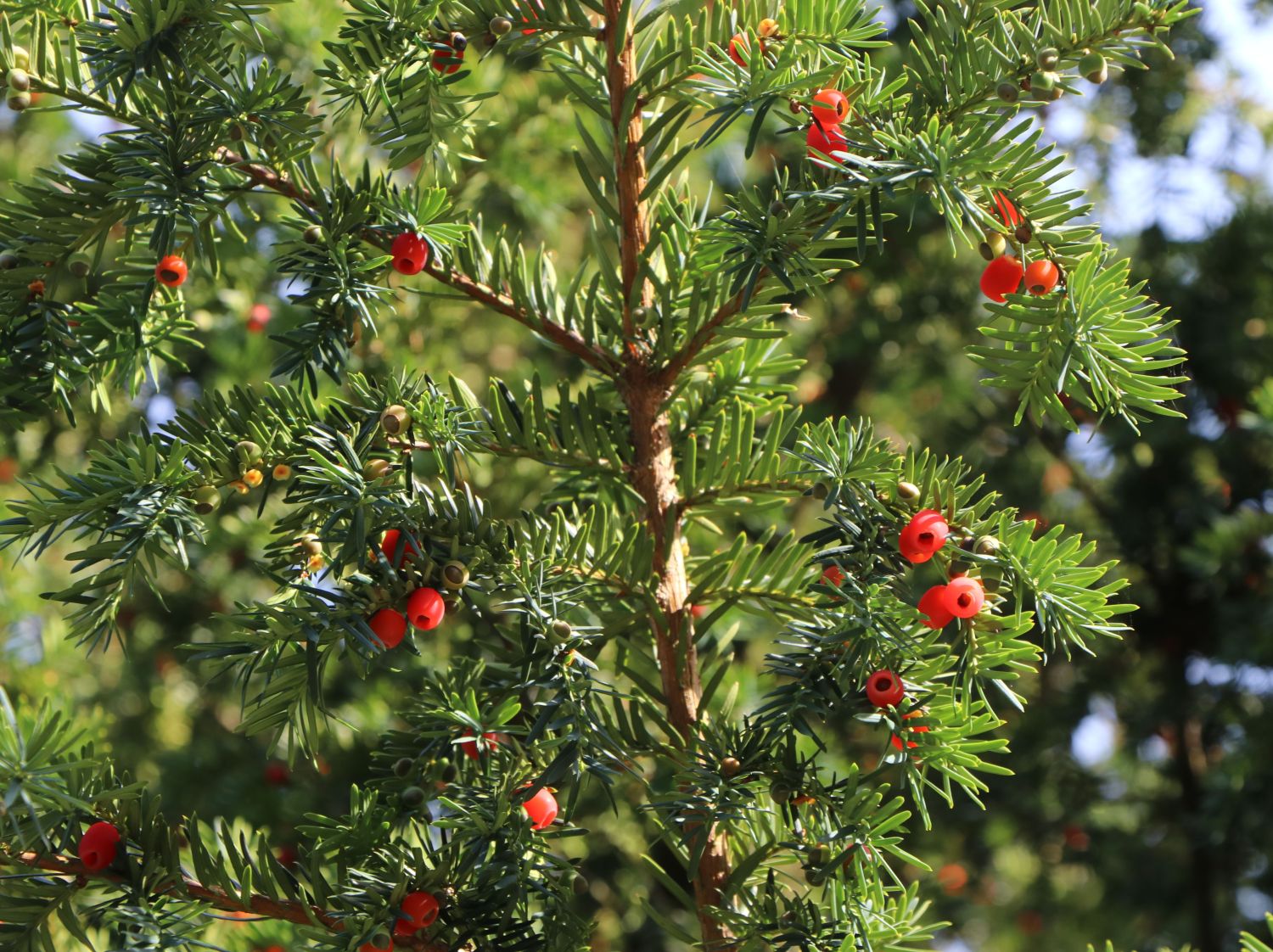 Eibe - Taxus baccata