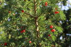 Eibe - Taxus baccata