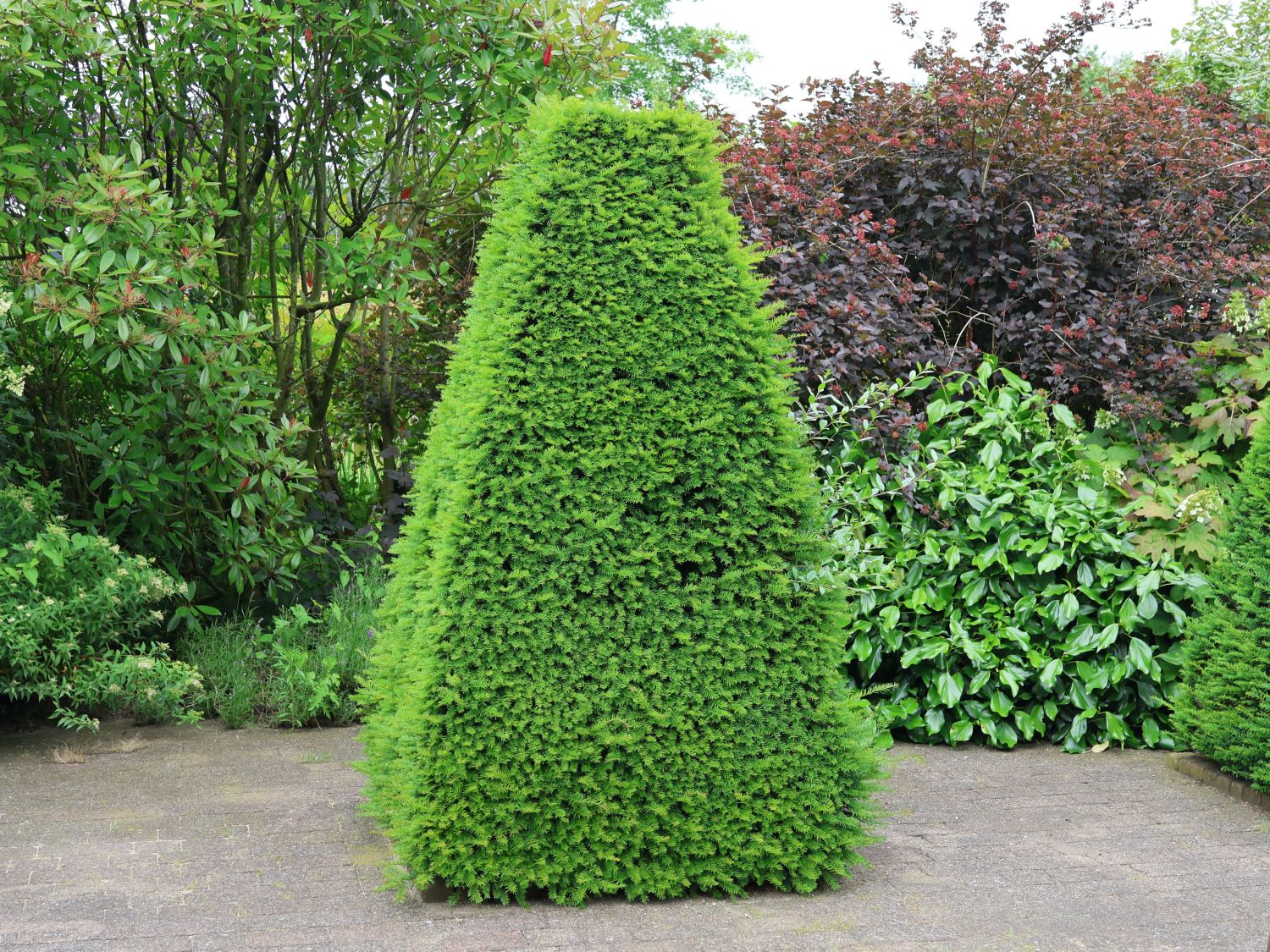 Eibe - Taxus baccata