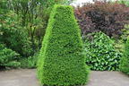Eibe - Taxus baccata