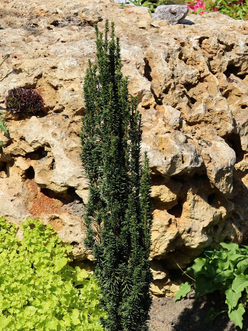 Eibe 'Micro' - Taxus baccata 'Micro'