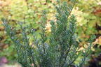 Eibe 'Renke's Kleiner Grüner' ® - Taxus baccata 'Renke's Kleiner Grüner' ®