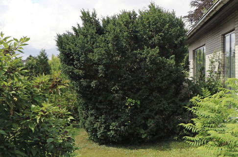 Eibe 'Schwarzgrün' - Taxus baccata 'Schwarzgrün'