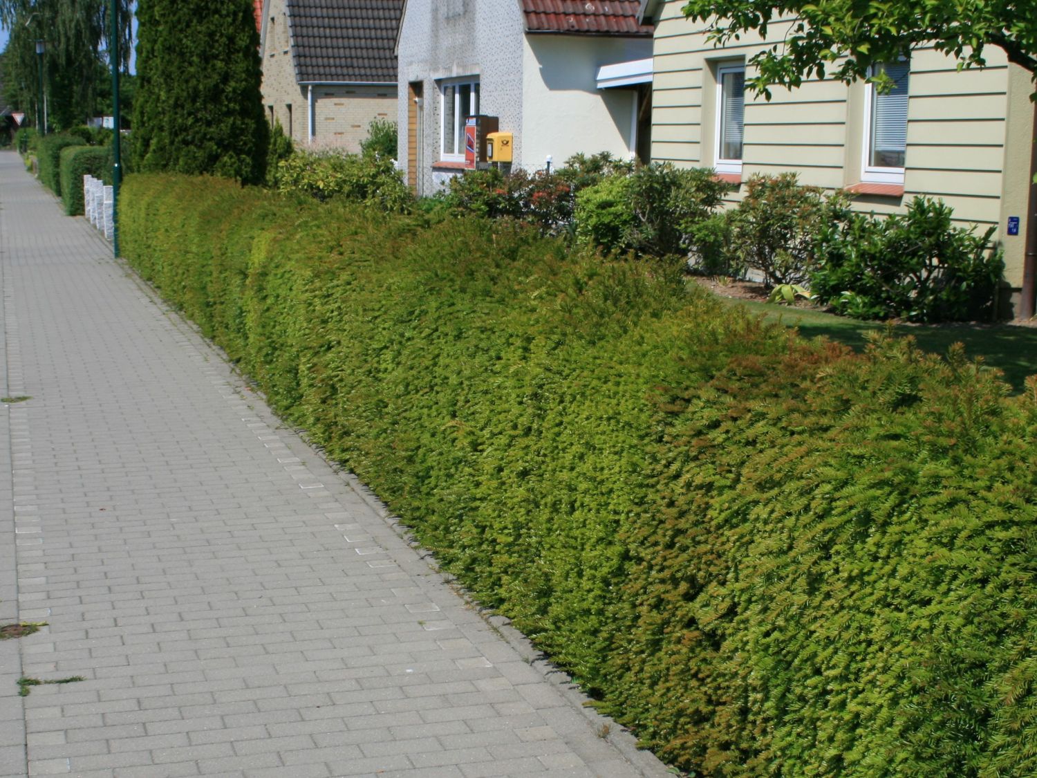 Eibe - Taxus baccata