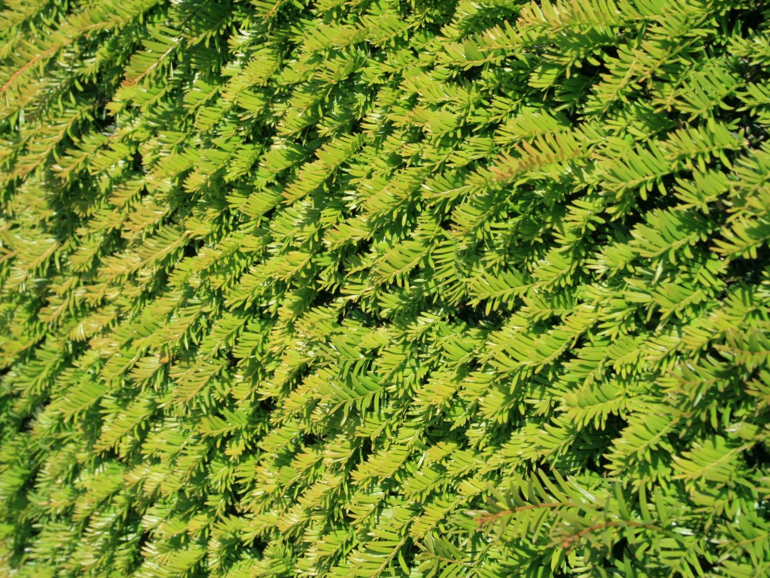 Eibe - Taxus baccata