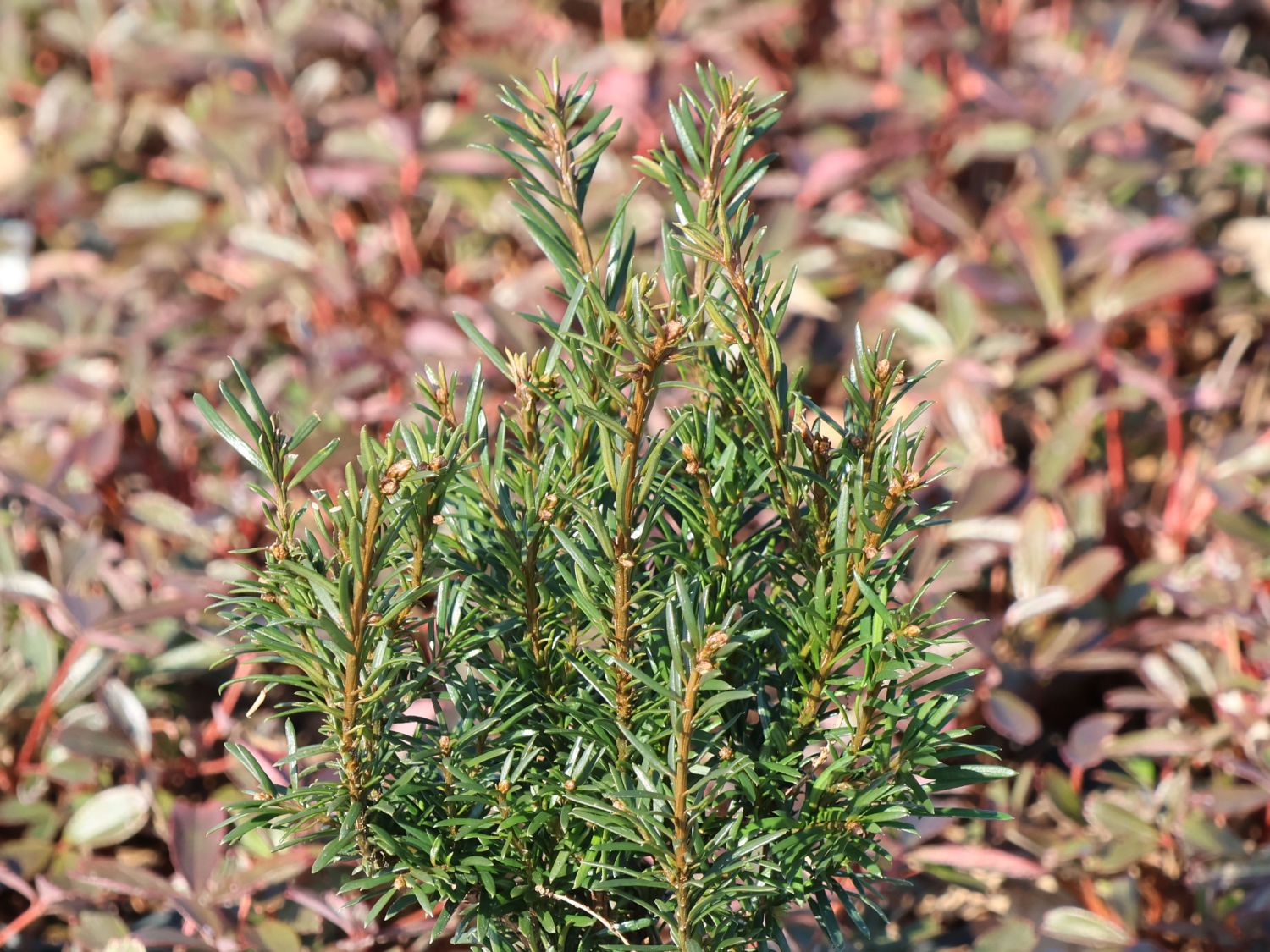 Eibe 'Tiny T' - Taxus baccata 'Tiny T'
