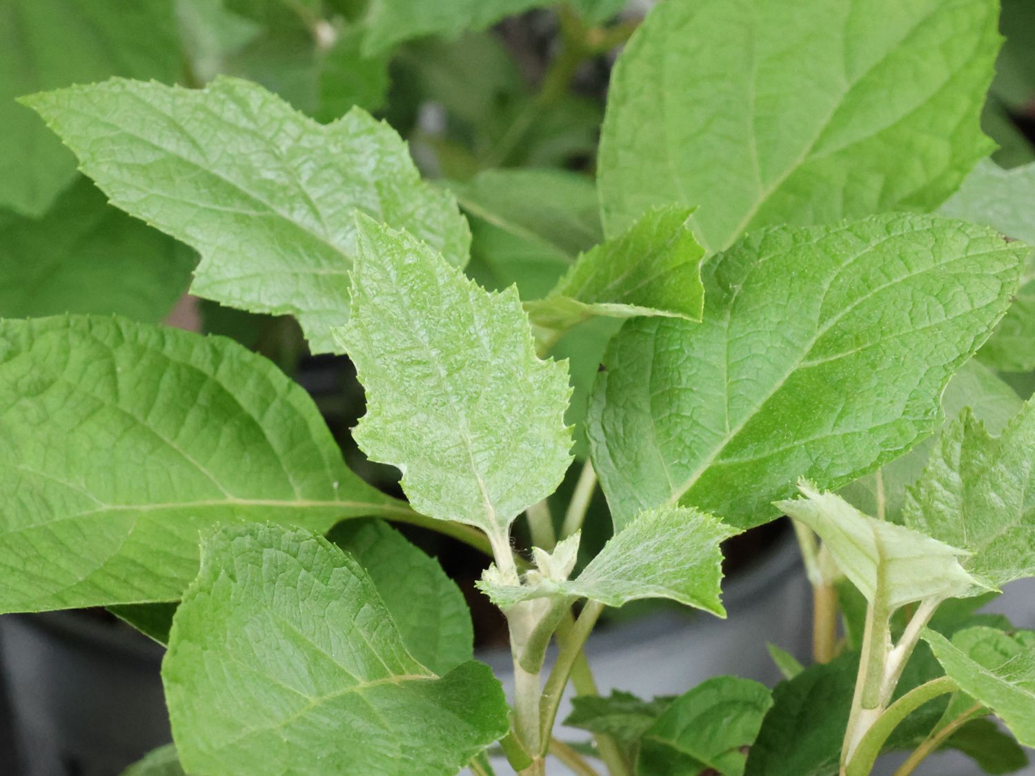 Eichenblättrige Hortensie / Eichenblatt-Hortensie 'Gatsby Moon' ®