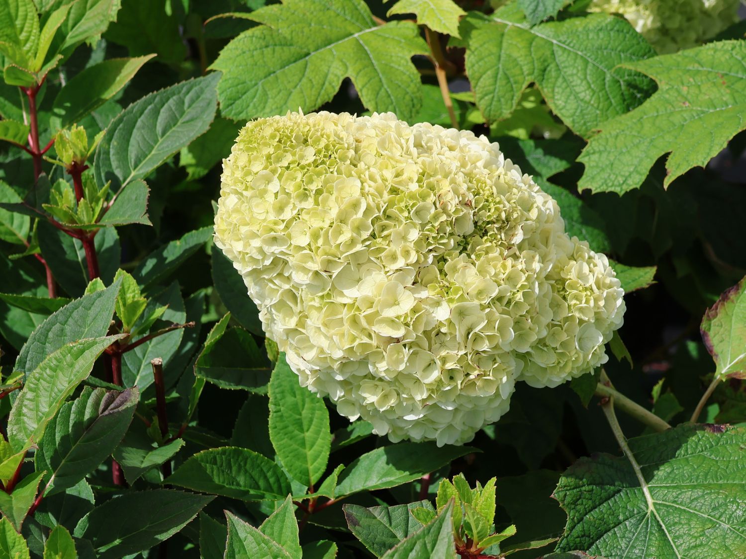 Eichenblättrige Hortensie / Eichenblatt-Hortensie 'Gatsby Moon' ® - Hydrangea quercifolia 'Gatsby Moon' ®