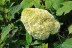 Eichenblättrige Hortensie / Eichenblatt-Hortensie 'Gatsby Moon' ® - Hydrangea quercifolia 'Gatsby Moon' ®