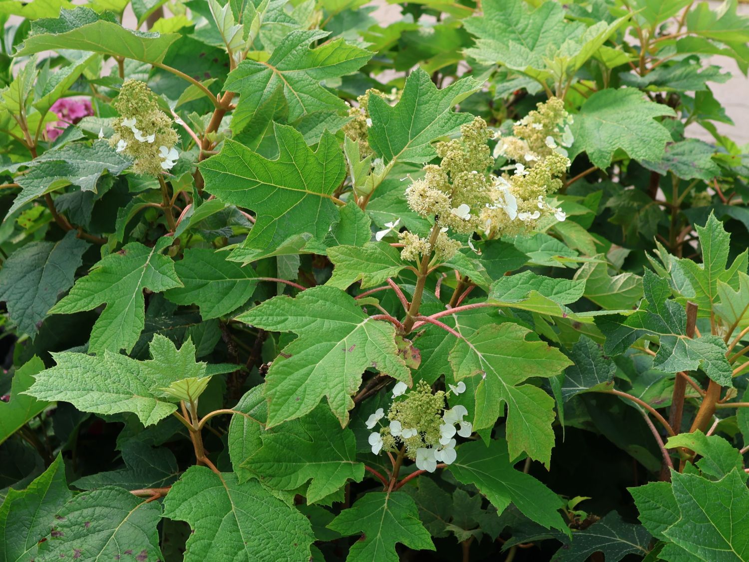 Eichenblättrige Hortensie / Eichenblatt-Hortensie 'Ice Crystal' ®