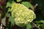 Eichenblättrige Hortensie / Eichenblatt-Hortensie 'Ruby Slippers' - Hydrangea quercifolia 'Ruby Slippers'