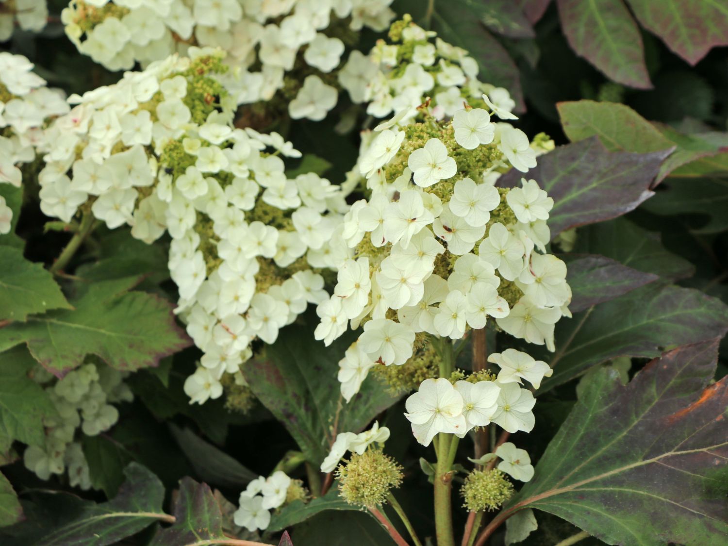 Eichenblättrige Hortensie / EichenblattHortensie 'Munchkin