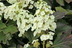 Eichenblättrige Hortensie / Eichenblatt-Hortensie 'Munchkin' - Hydrangea quercifolia 'Munchkin'