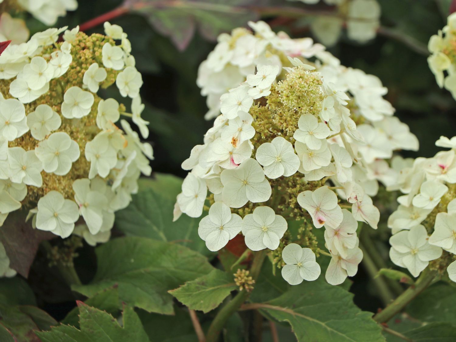 Eichenblättrige Hortensie / EichenblattHortensie 'Munchkin