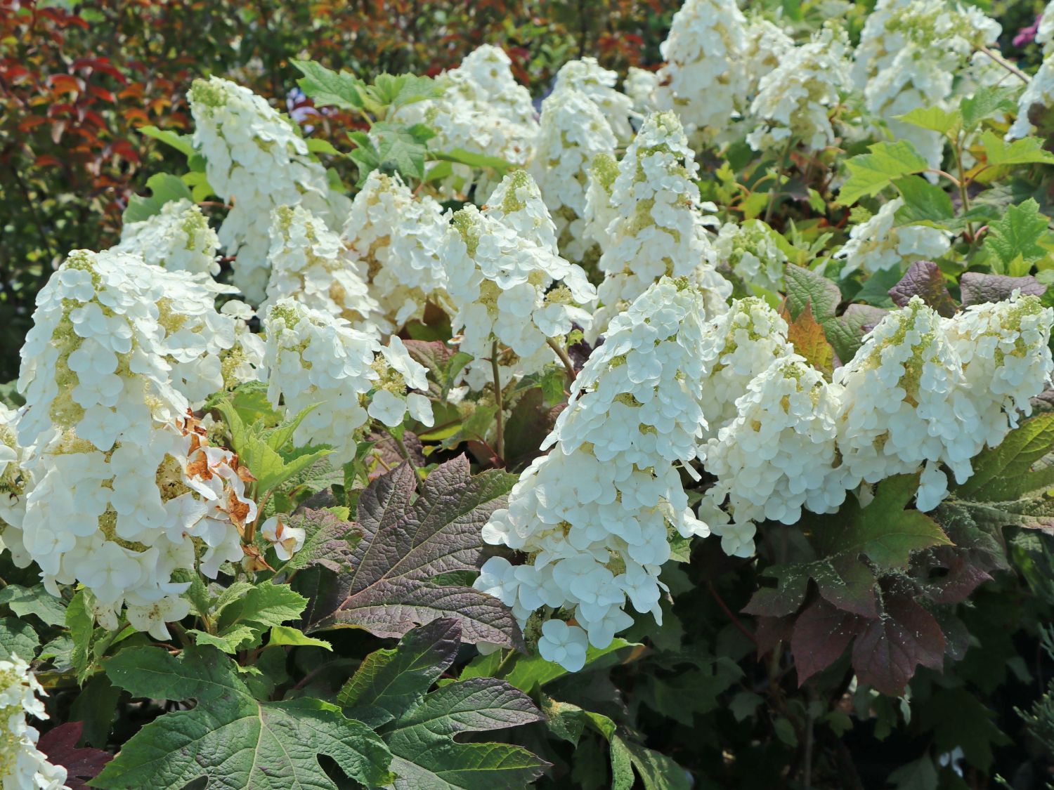Eichenblättrige Hortensie / Eichenblatt-Hortensie 'Ruby Slippers' - Hydrangea quercifolia 'Ruby Slippers'