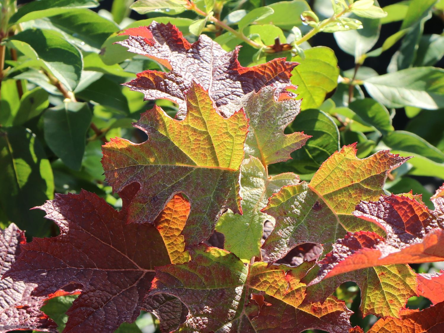 Eichenblättrige Hortensie / Eichenblatt-Hortensie 'Ruby Slippers' - Hydrangea quercifolia 'Ruby Slippers'