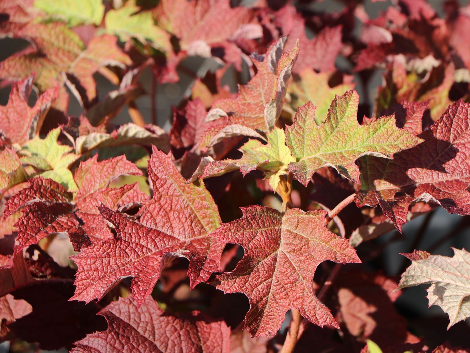 Eichenblättrige Hortensie / Eichenblatt-Hortensie 'Ruby Slippers' - Hydrangea quercifolia 'Ruby Slippers'