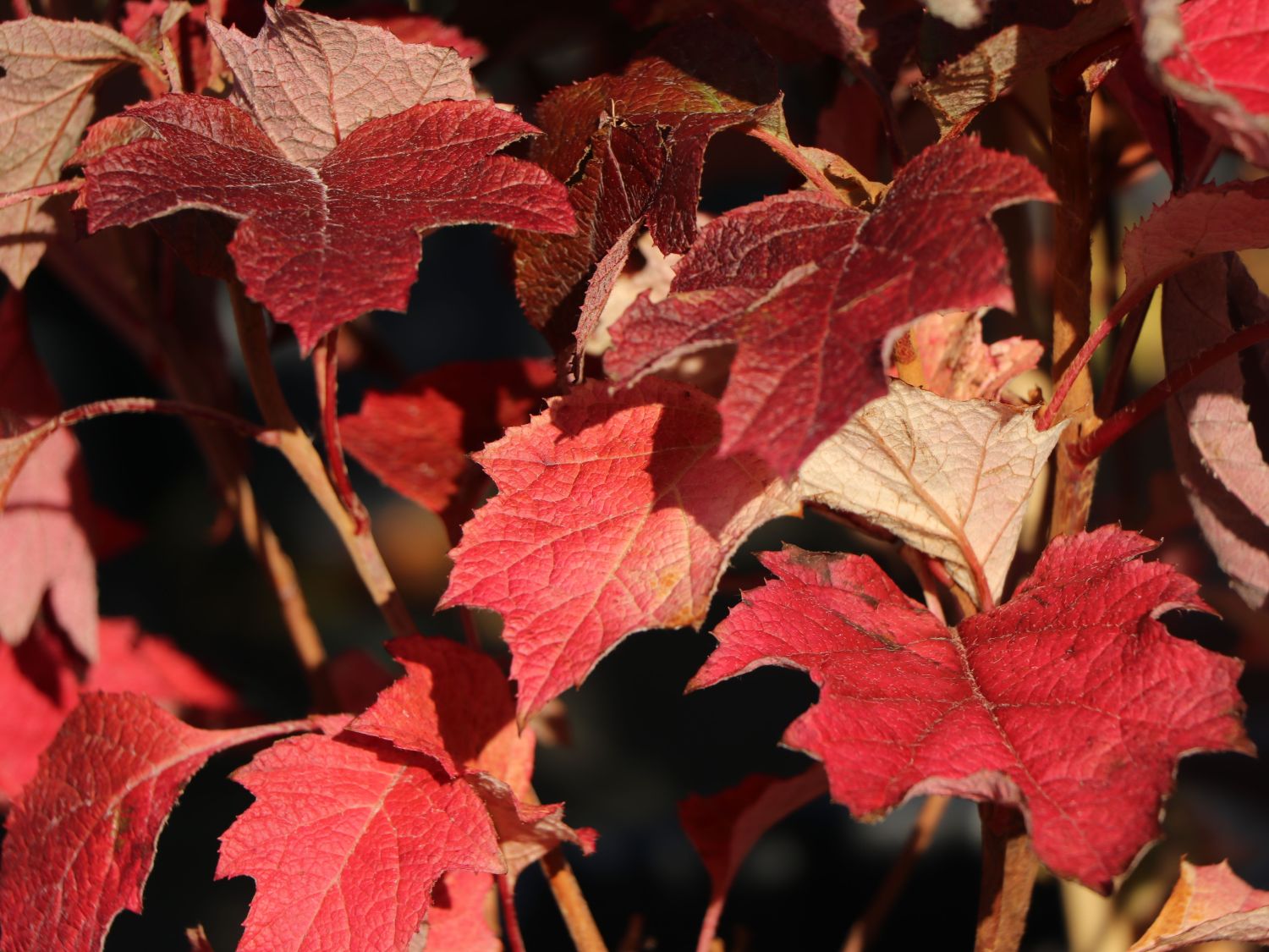 Eichenblättrige Hortensie / Eichenblatt-Hortensie 'Ruby Slippers' - Hydrangea quercifolia 'Ruby Slippers'