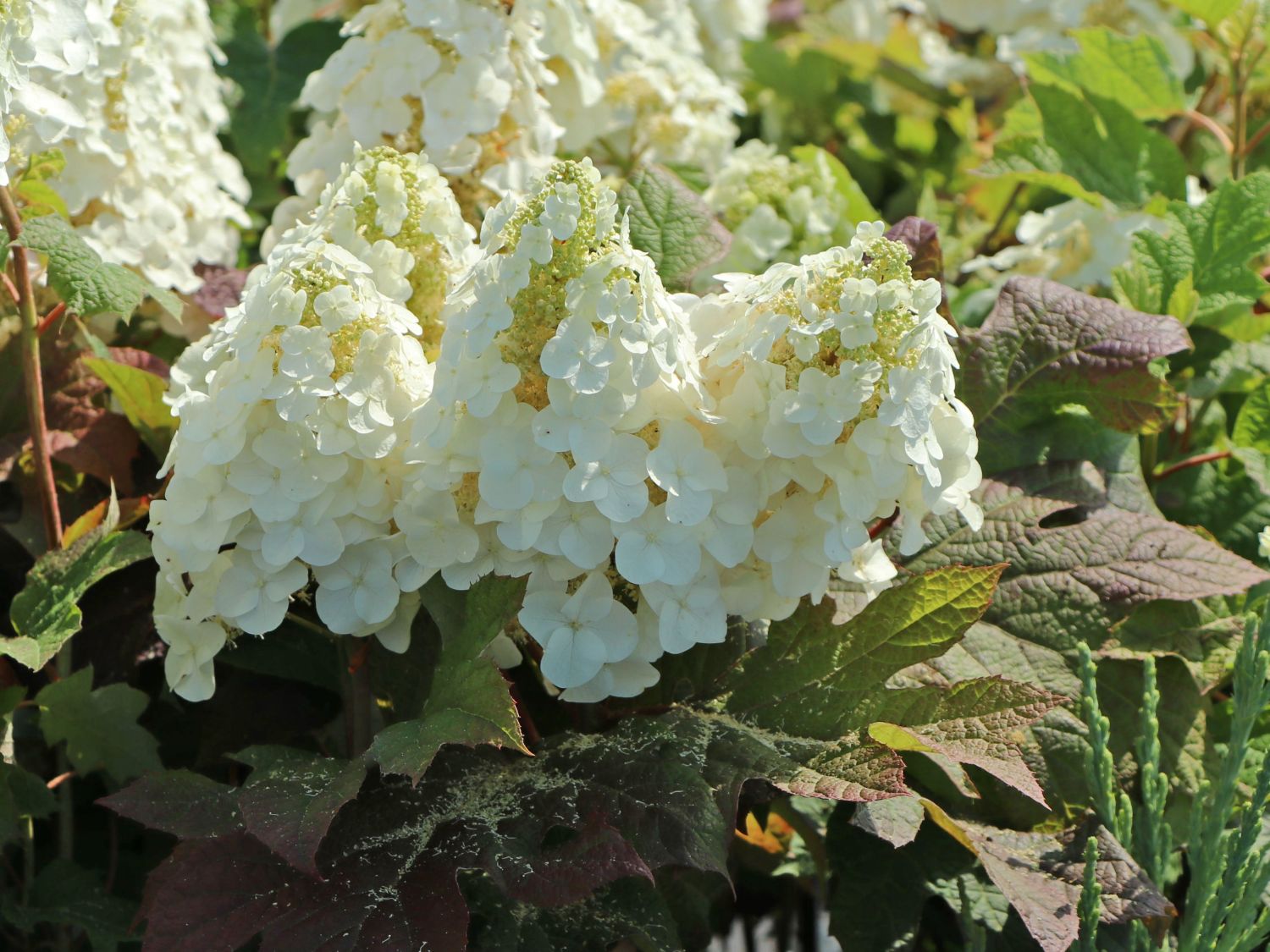 Eichenblättrige Hortensie / EichenblattHortensie 'Ruby Slippers