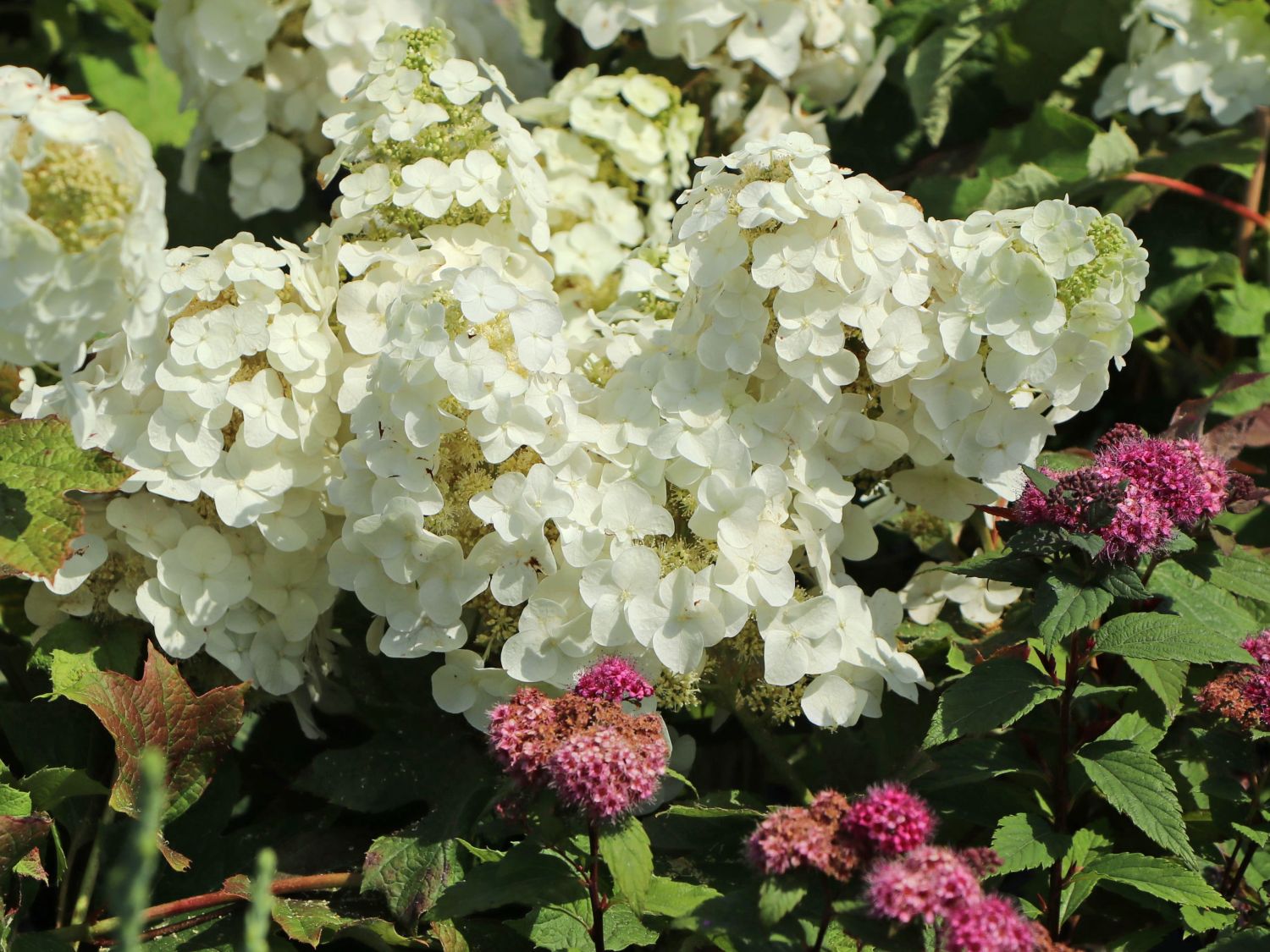 Eichenblättrige Hortensie / Eichenblatt-Hortensie 'Ruby Slippers' - Hydrangea quercifolia 'Ruby Slippers'