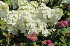 Eichenblättrige Hortensie / Eichenblatt-Hortensie 'Ruby Slippers' - Hydrangea quercifolia 'Ruby Slippers'