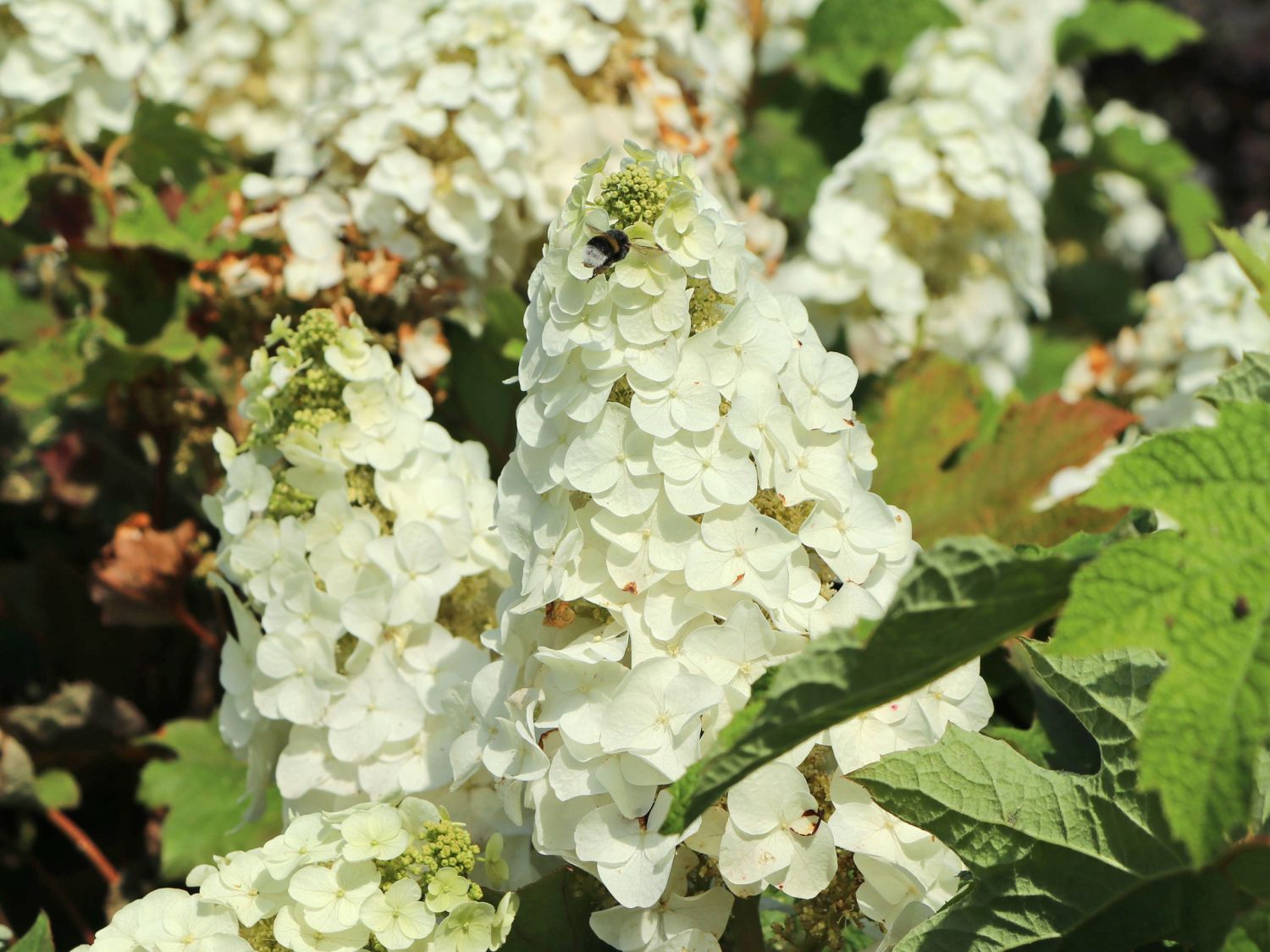 Eichenblättrige Hortensie / Eichenblatt-Hortensie 'Ruby Slippers' - Hydrangea quercifolia 'Ruby Slippers'
