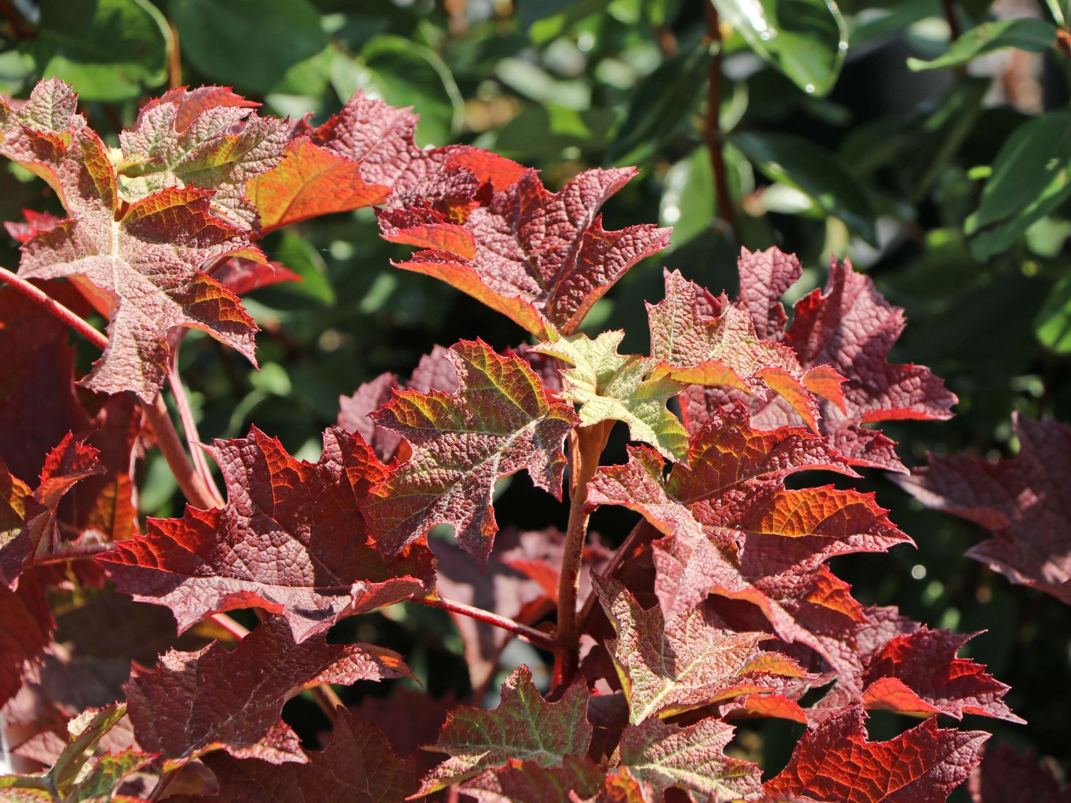 Eichenblättrige Hortensie / Eichenblatt-Hortensie 'Ruby Slippers' - Hydrangea quercifolia 'Ruby Slippers'