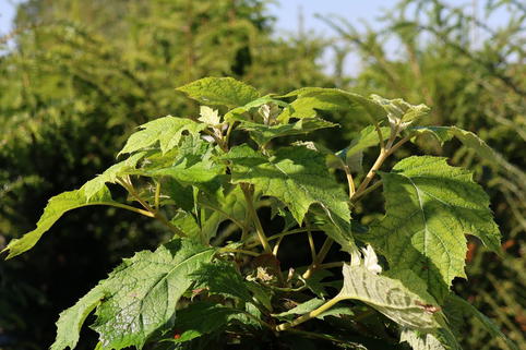 Eichenblättrige Hortensie 'Tara' - Hydrangea quercifolia 'Tara'