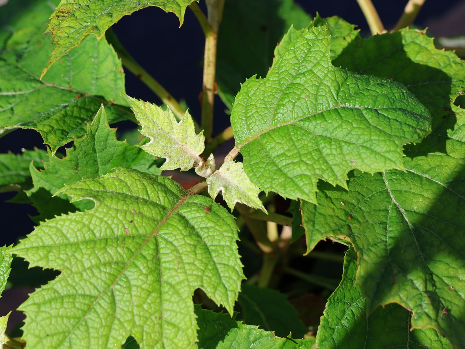 Eichenblättrige Hortensie 'Tara' - Hydrangea quercifolia 'Tara'