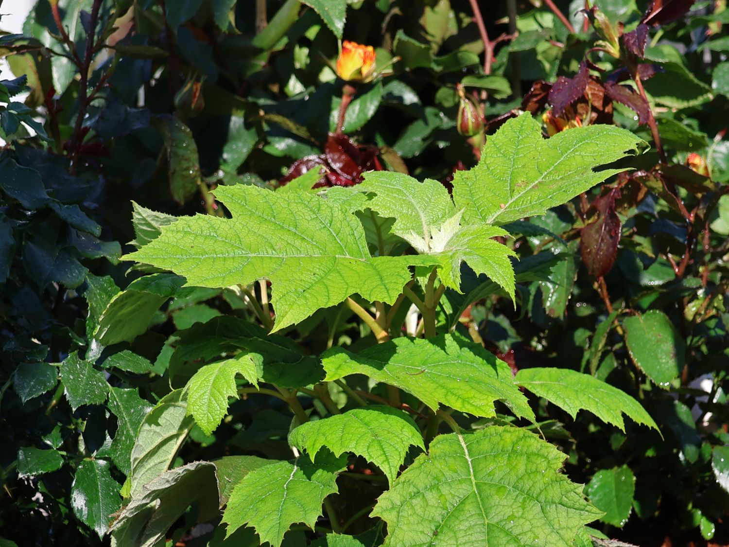 Eichenblättrige Hortensie 'Tara' - Hydrangea quercifolia 'Tara'