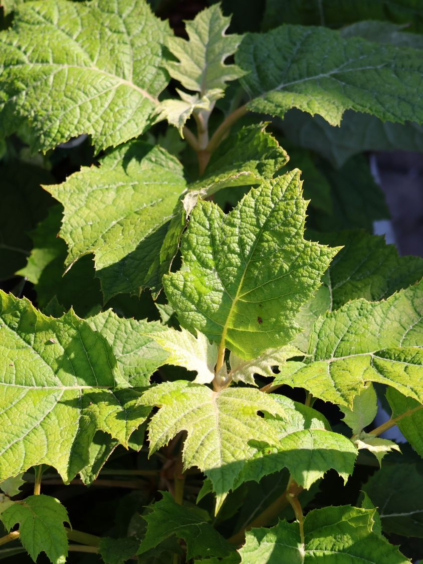 Eichenblättrige Hortensie 'Tara' - Hydrangea quercifolia 'Tara'