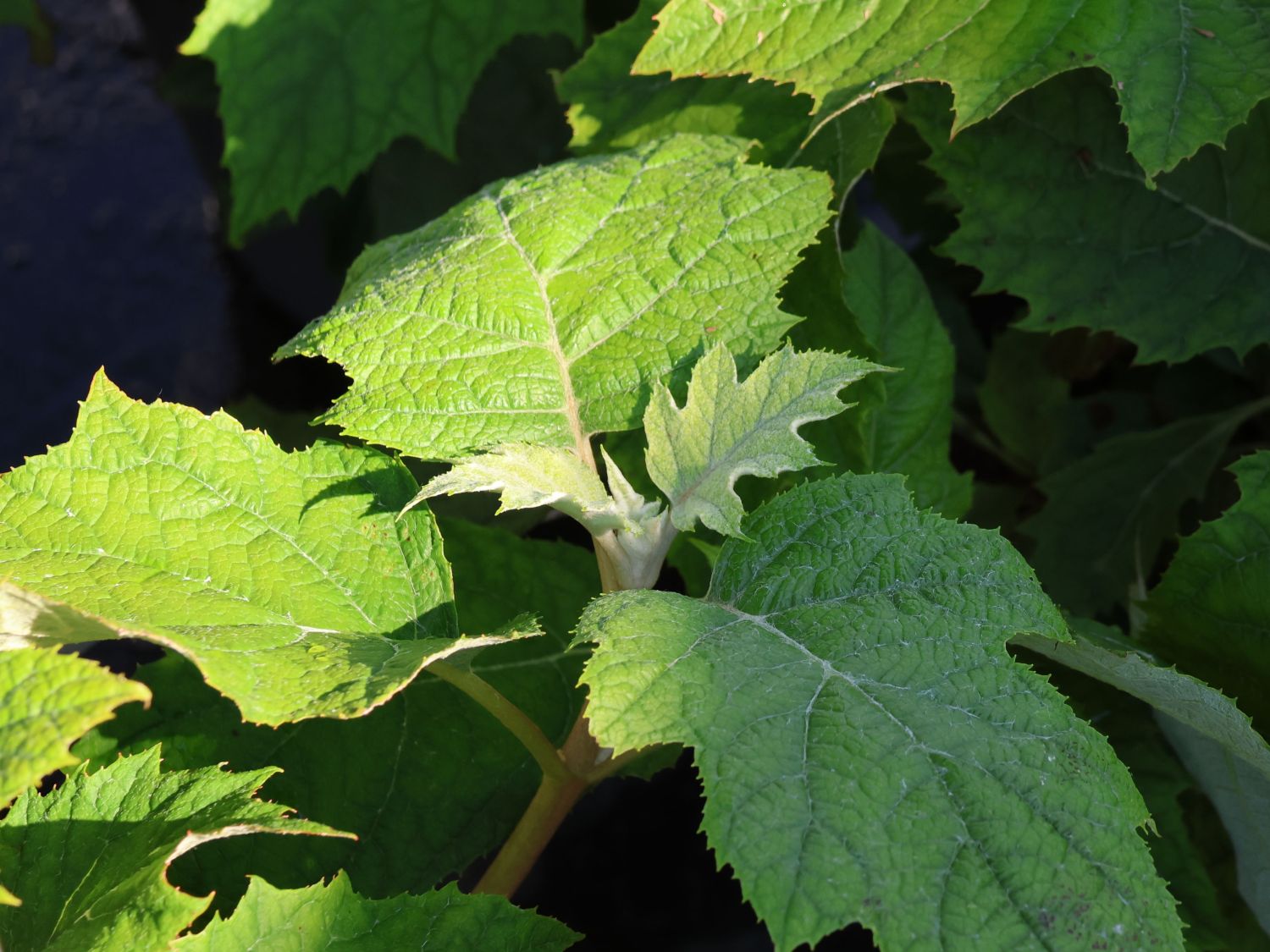 Eichenblättrige Hortensie 'Tara' - Hydrangea quercifolia 'Tara'