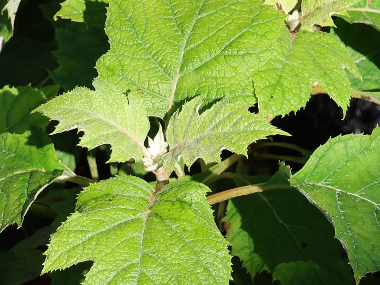 Eichenblättrige Hortensie 'Tara' - Hydrangea quercifolia 'Tara'