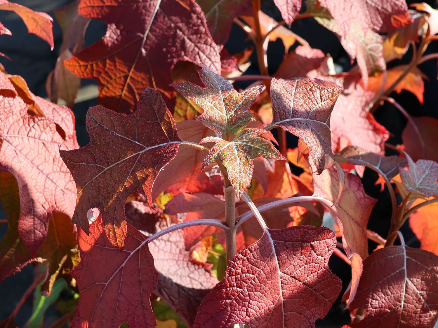 Eichenblättrige Hortensie 'Tara' - Hydrangea quercifolia 'Tara'