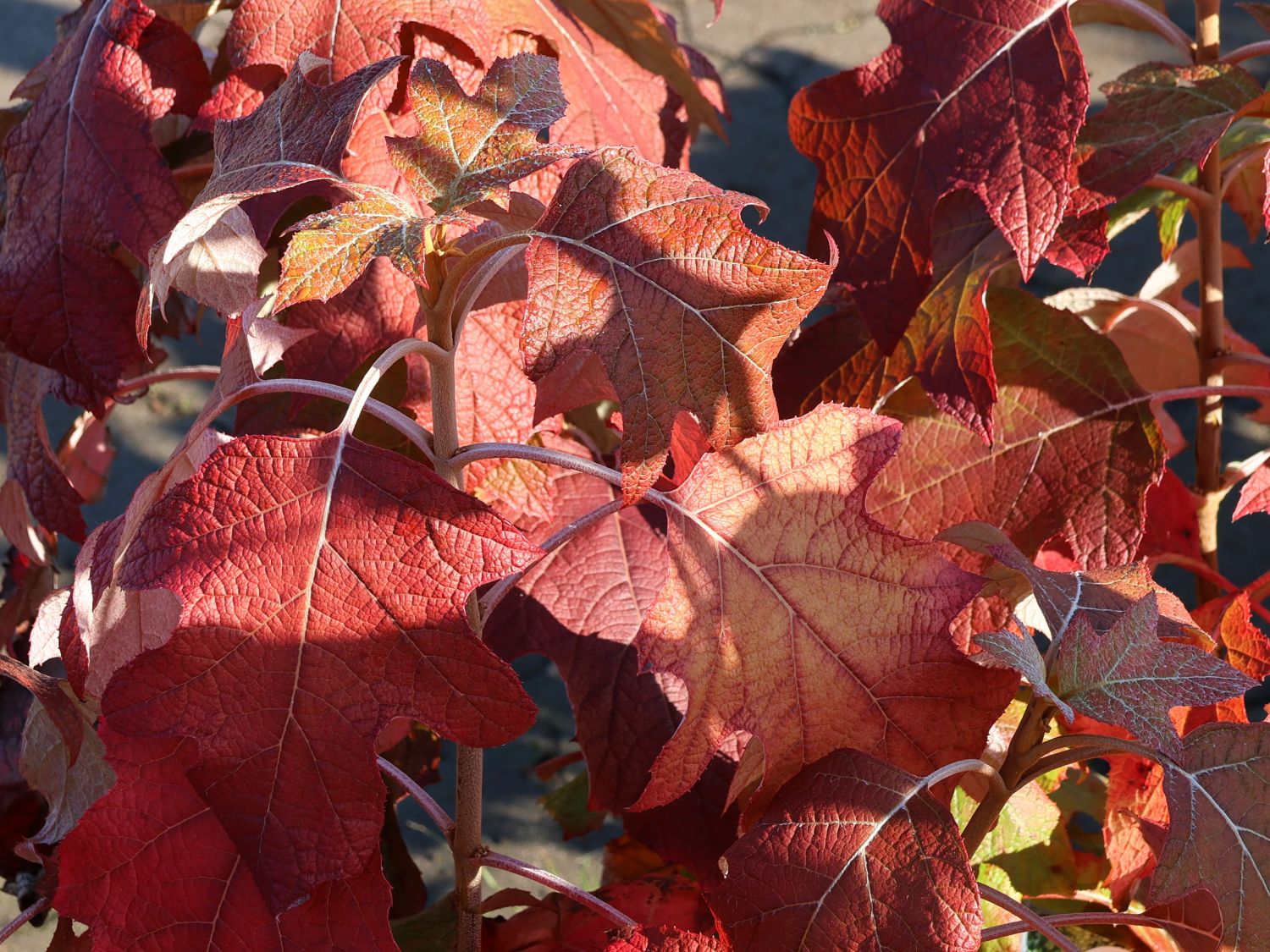 Eichenblättrige Hortensie 'Tara' - Hydrangea quercifolia 'Tara'