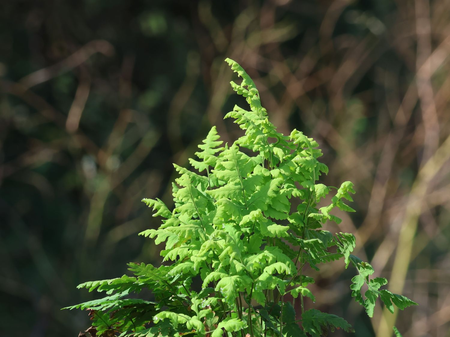 Eichenfarn - Gymnocarpium dryopteris
